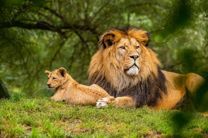 Fighting Endangered Species Extinction 3 Endangered Species Extinction