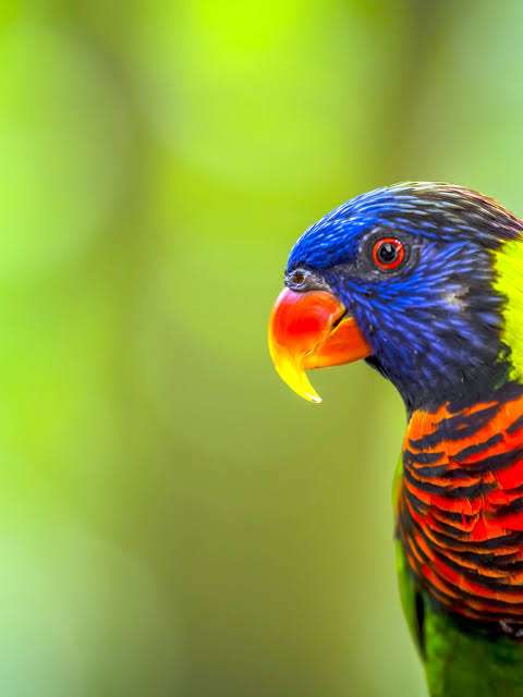Fighting Endangered Species Extinction 5 Endangered Species Extinction