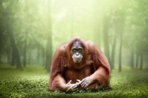 Fighting Endangered Species Extinction