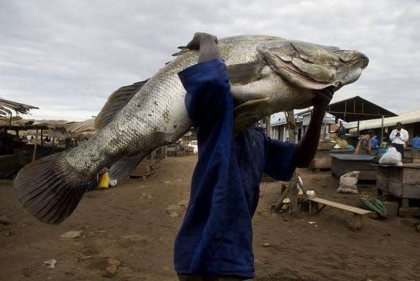 Fighting Endangered Species Extinction 4 Endangered Species Extinction