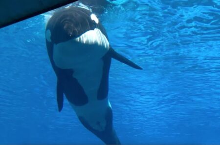 World's Loneliest Orca Whale, Kiska, Dies at Marineland Amidst Controversy