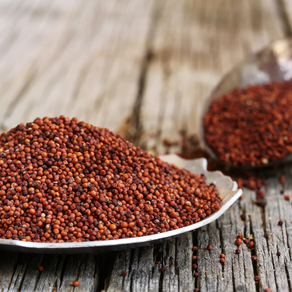 how to grow millet in uganda