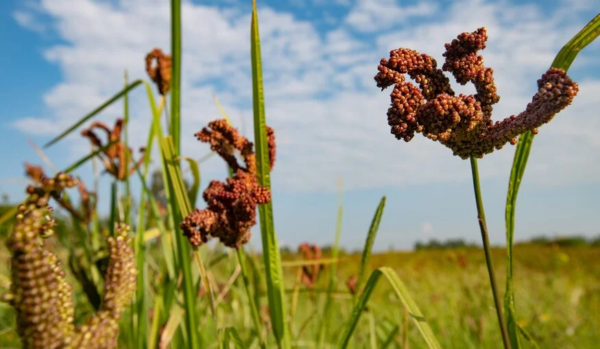 finger millet health benefits
