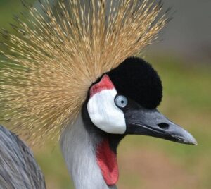 Uganda Independence Day | The Dark History Nobody Talks Of uganda independence day