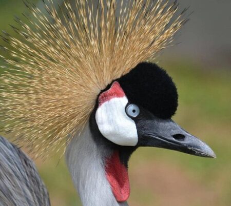 uganda independence day