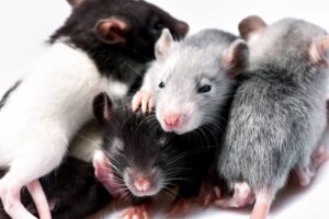 Rats Have Imagination, New Research Suggests