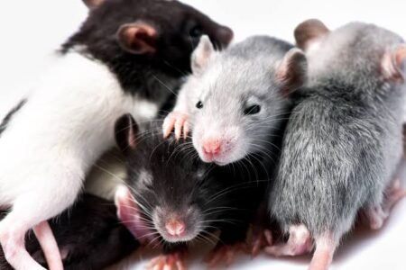 Rats Have Imagination, New Research Suggests