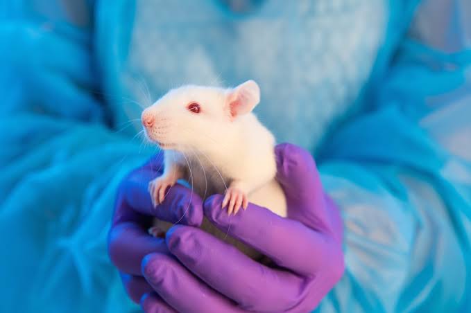 Rats Have Imagination, New Research Suggests 1 Rats Have Imagination