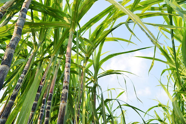 How a Hoima Businesswoman Used a dfcu GROW Loan to Transform Her Business How a Hoima Businesswoman Used a dfcu GROW Loan to Transform Her Business