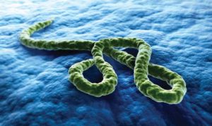 Deadly Sudan Ebola Virus Comfirmed in Kampala 2025 Deadly Sudan Ebola Virus Comfirmed in Kampala 2025