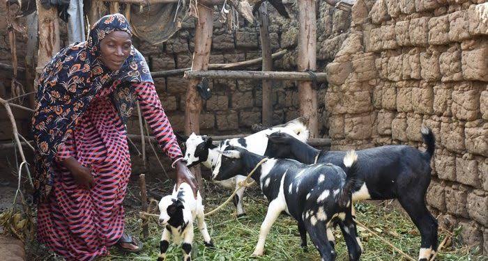 Kabarole Viral Goat Disease Claims Over 500 Savagely