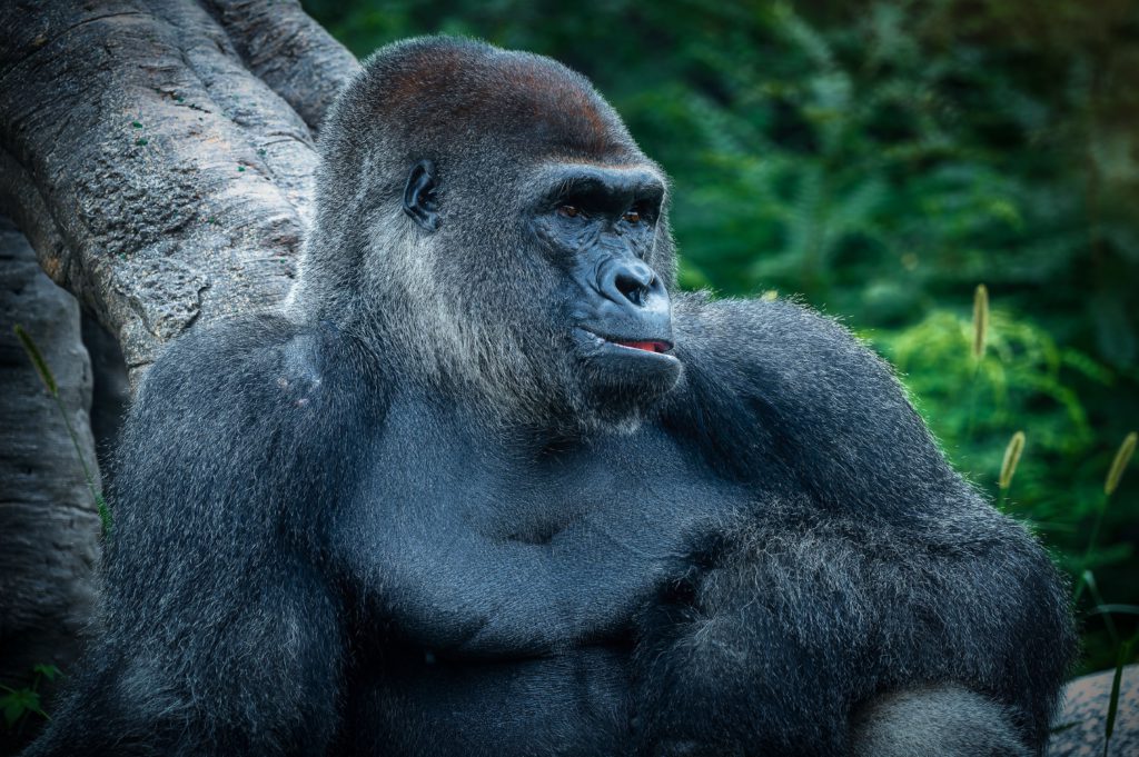 REINVENTING HOSPITALITY: HOW RESERVEPORT BY PESAPAL IS POWERING UGANDA'S HOTELS