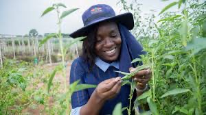 Climate-Smart Vegetable Seeds set to drive Smallholder Resilience in Sahel and West Africa