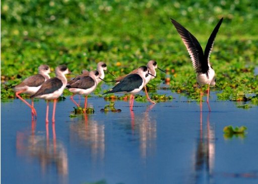 How New Buildings Turn Wetlands in Kampala into Disaster 1 Kampala’s Wetlands Under Siege: How New Buildings Turn Rain into Disaster