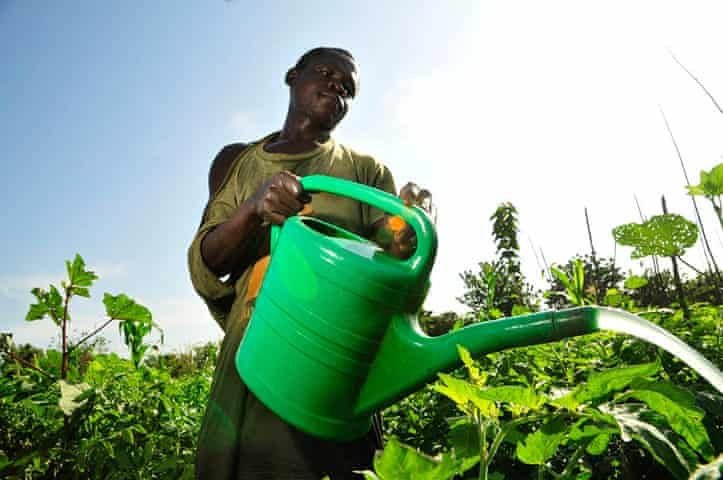 Farmers Count cassava, maize Losses with Failed Rains