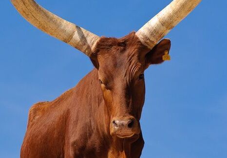Ankole | The Valley That Cried in Its Sleep, Misagga writes 1 Ankole | 'The Valley That Cried in Its Sleep, Misagga writes