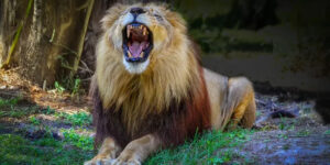 The Nderebe Standoff | Why Royal Succession Fails