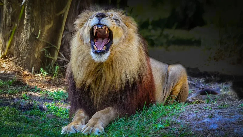 The Nderebe Standoff | Why Royal Succession Fails 1 The Nderebe Standoff | Why Royal Succession Fails