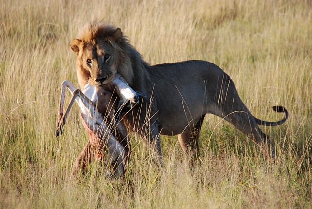 "Be the Lion, Not the Goat" | Manifesto on Youth Skills 1 Be the Lion, Not the Goat" | Manifesto on Youth Skills